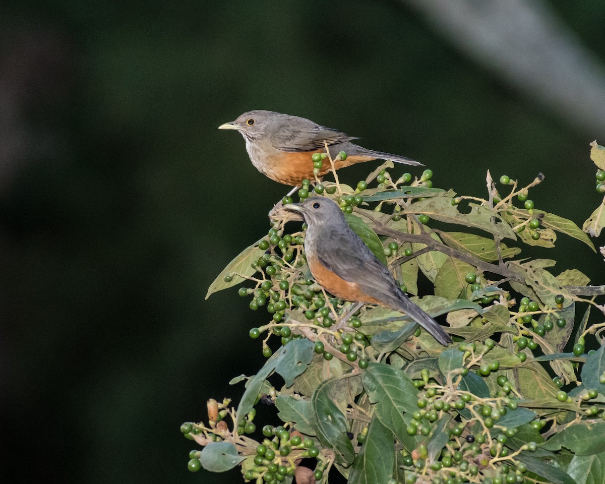 Rufous-bellied Thrush - Hank Davis