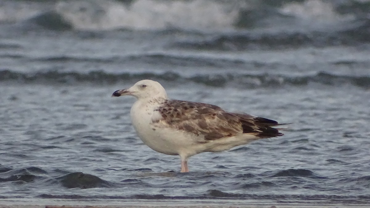 Lesser Black-backed Gull - ML393985681