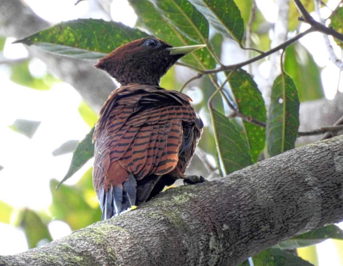 Waved Woodpecker (Scale-breasted) - ML393986131