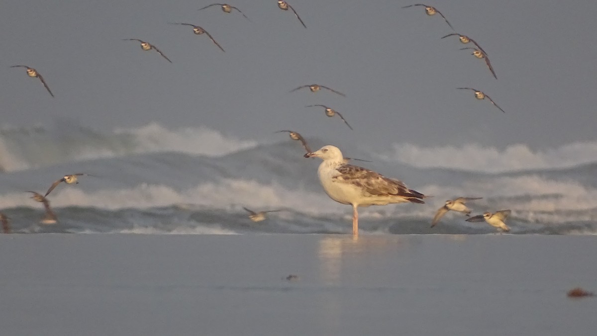 Lesser Black-backed Gull - ML393986311