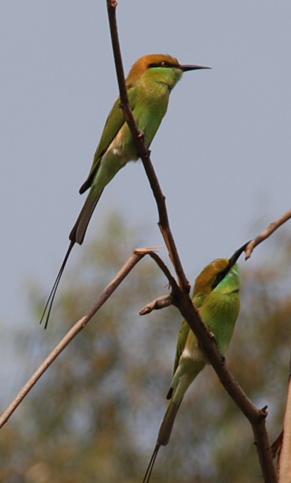 Asian Green Bee-eater - ML393986791