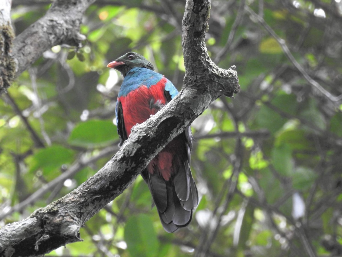 Pavonine Quetzal - Hernando Sierra Garzon