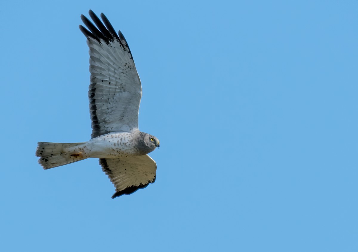 Northern Harrier - Matthew Addicks