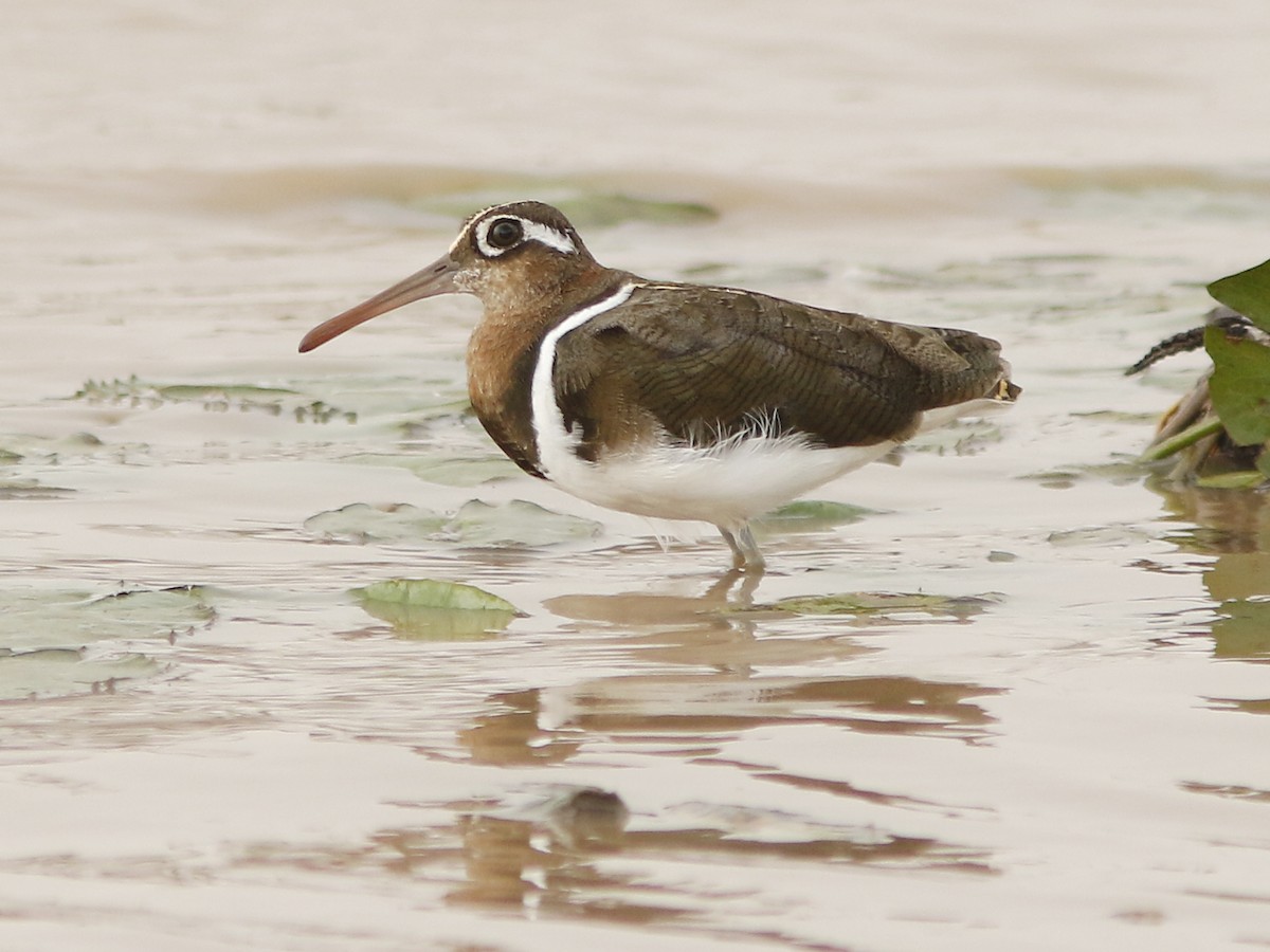 Greater Painted-Snipe - ML393988631