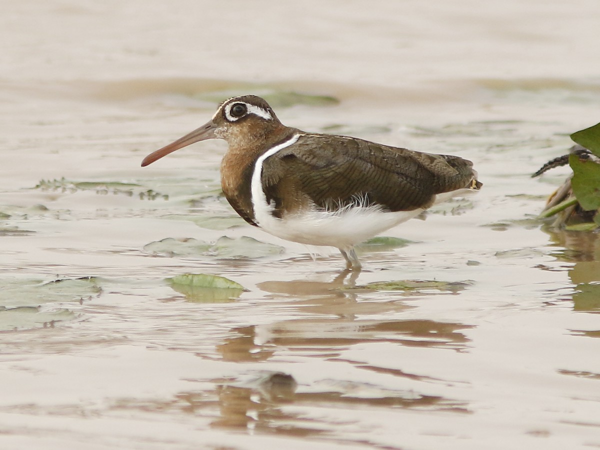 riksesnipe - ML393988631