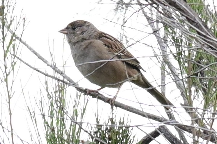 Golden-crowned Sparrow - ML393989211