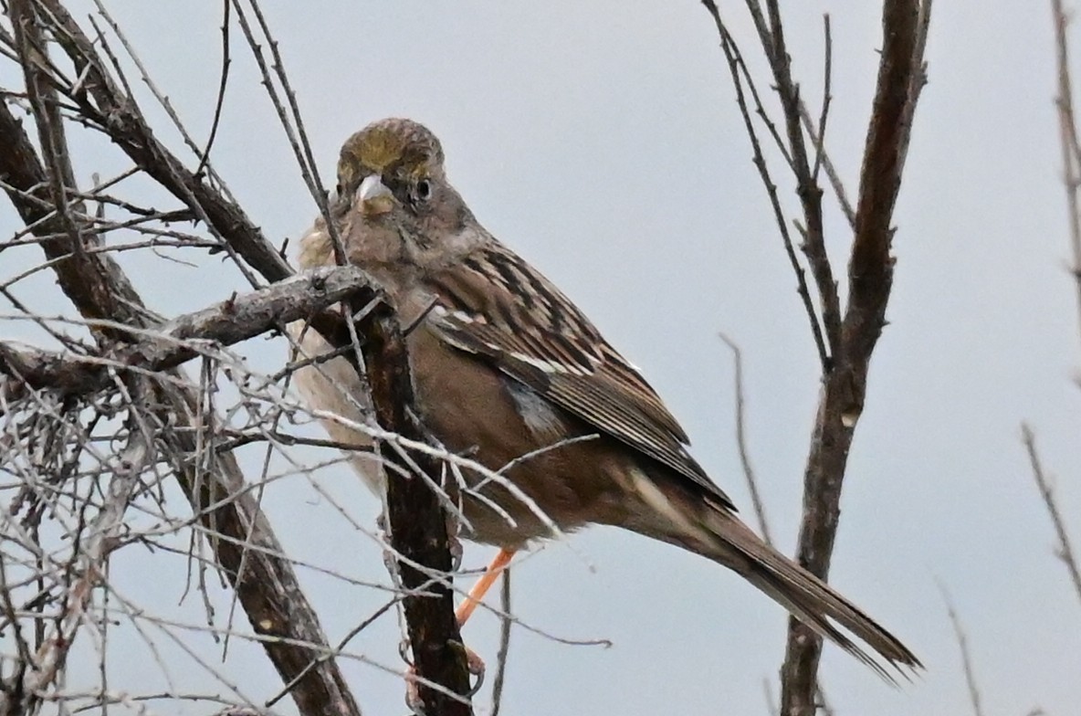 Golden-crowned Sparrow - ML393989221
