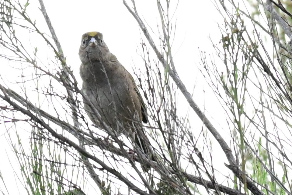 Golden-crowned Sparrow - ML393989231