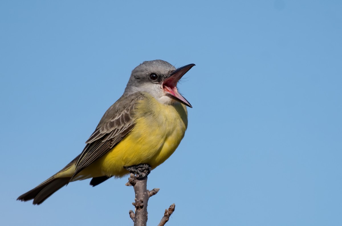 Tropical Kingbird - ML393989321