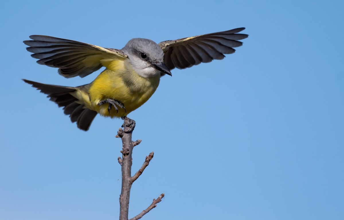 Tropical Kingbird - ML393989361