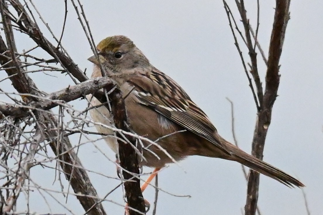 Golden-crowned Sparrow - ML393989401