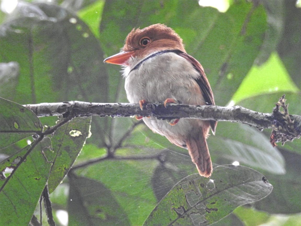 Collared Puffbird - ML393989521