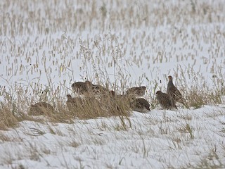 Habitat - Gray Partridge