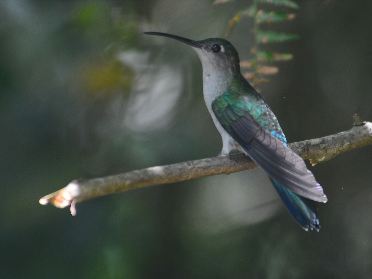 kolibřík šedoprsý - ML39398971