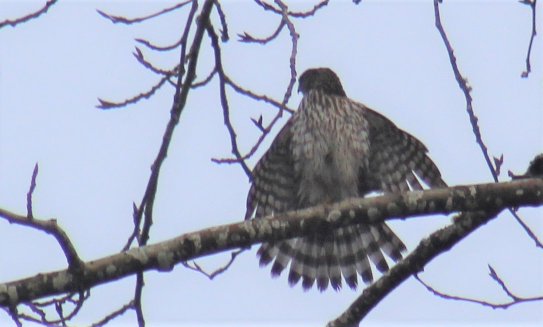 Cooper's Hawk - ML393990421