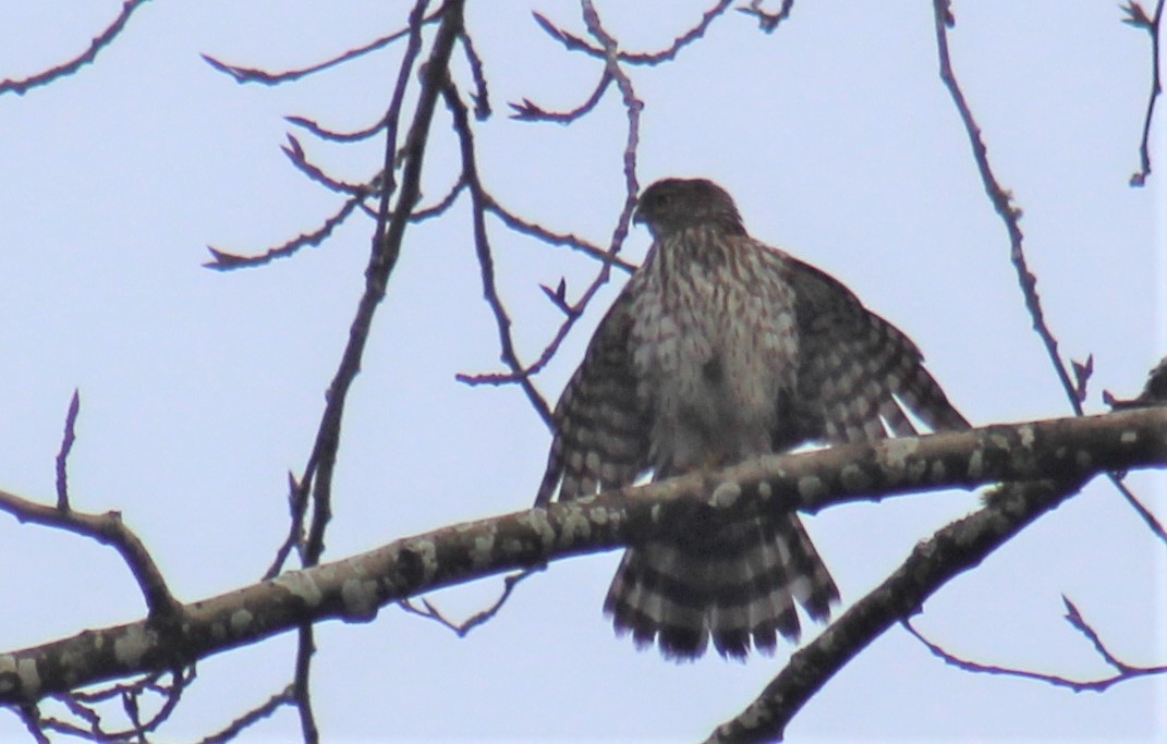 Cooper's Hawk - ML393990431