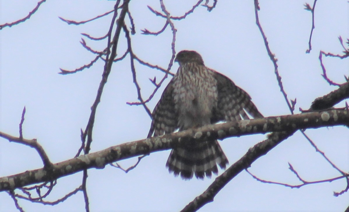 Cooper's Hawk - ML393990441