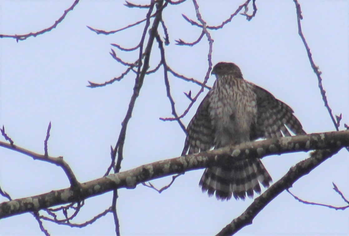 Cooper's Hawk - ML393990451