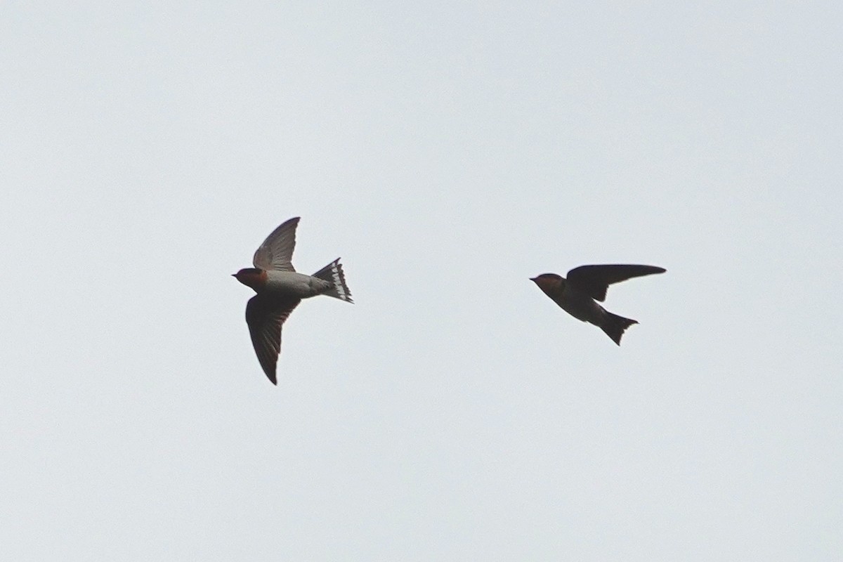 Pacific Swallow - ML393990521