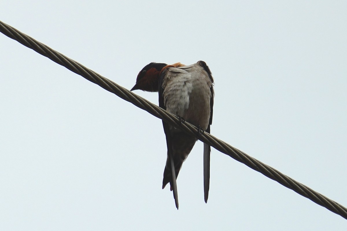 Pacific Swallow - ML393990531