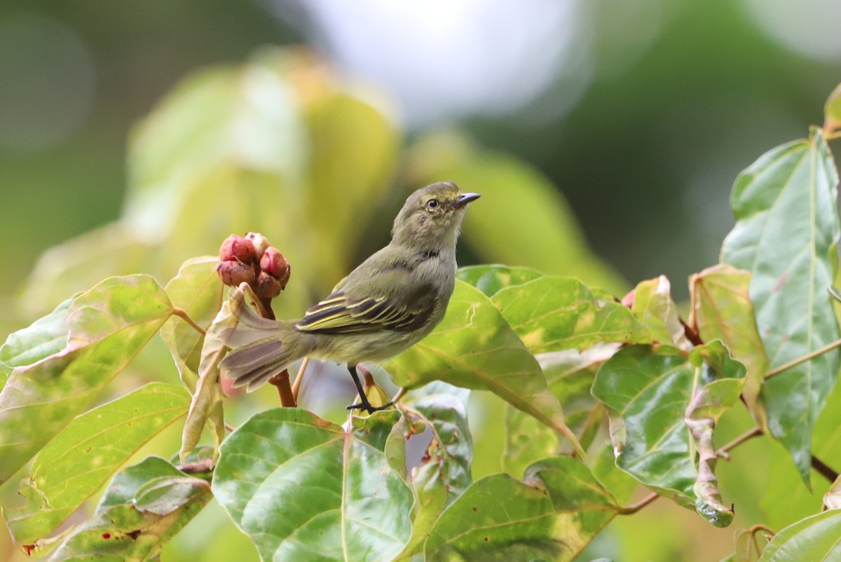 Choco Tyrannulet - Michael McCloy