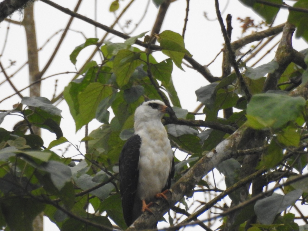 Gray-headed Kite - ML393991251