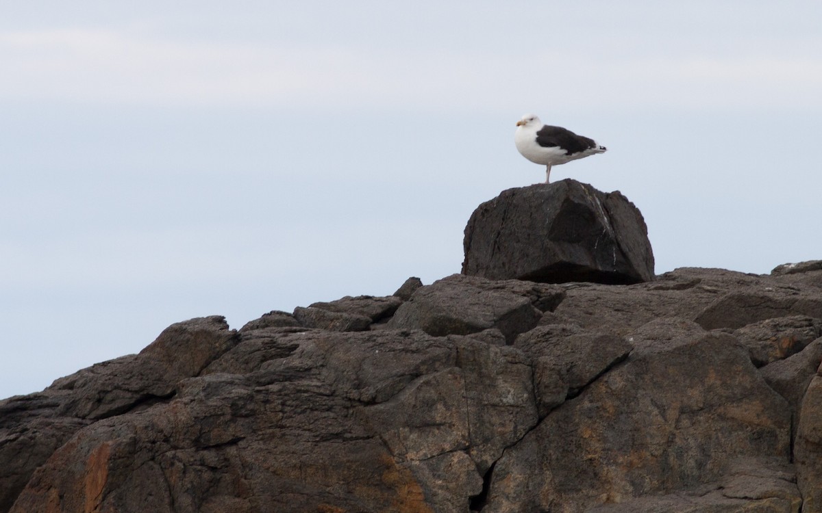 Great Black-backed Gull - ML39399151