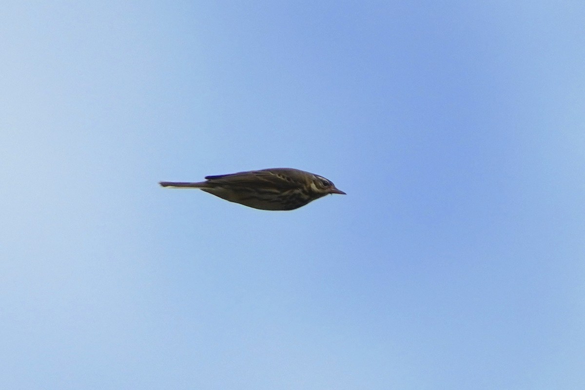 Olive-backed Pipit - ML393991521