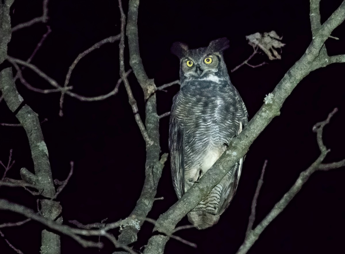 Great Horned Owl - Matthew Addicks