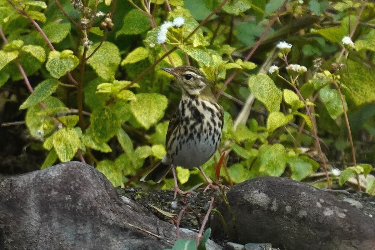 Olive-backed Pipit - ML393991701