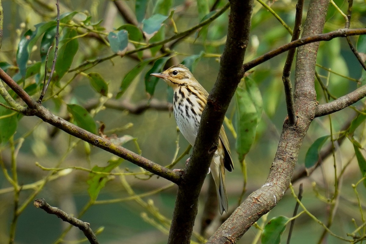 Olive-backed Pipit - ML393991791