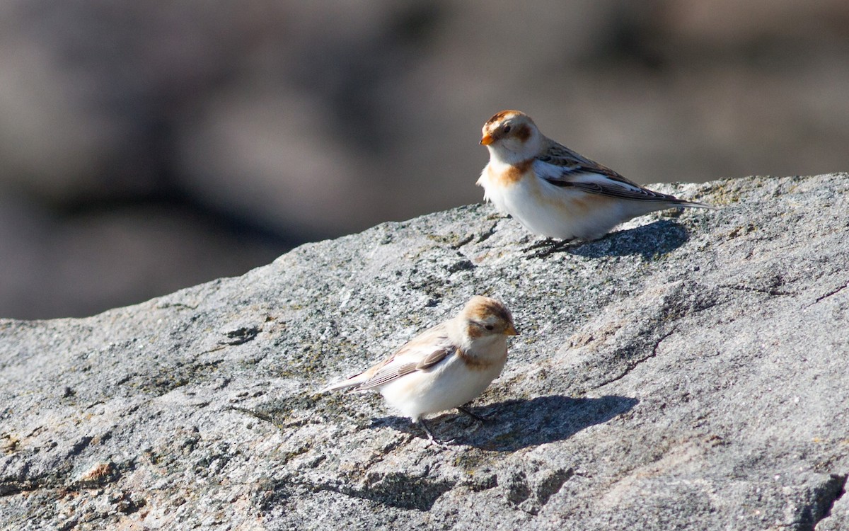 Snow Bunting - ML39399231