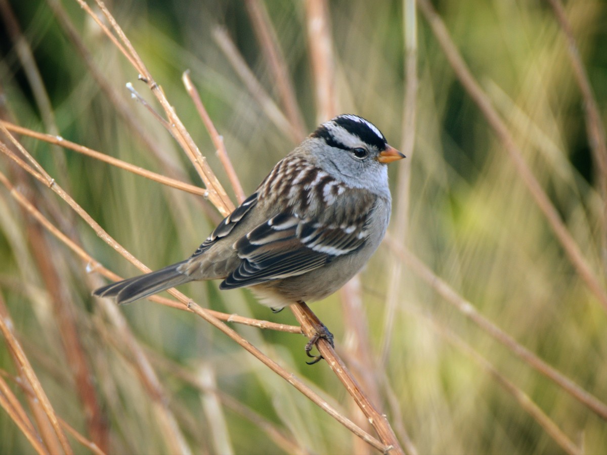 White-crowned Sparrow - Jason Ganthner