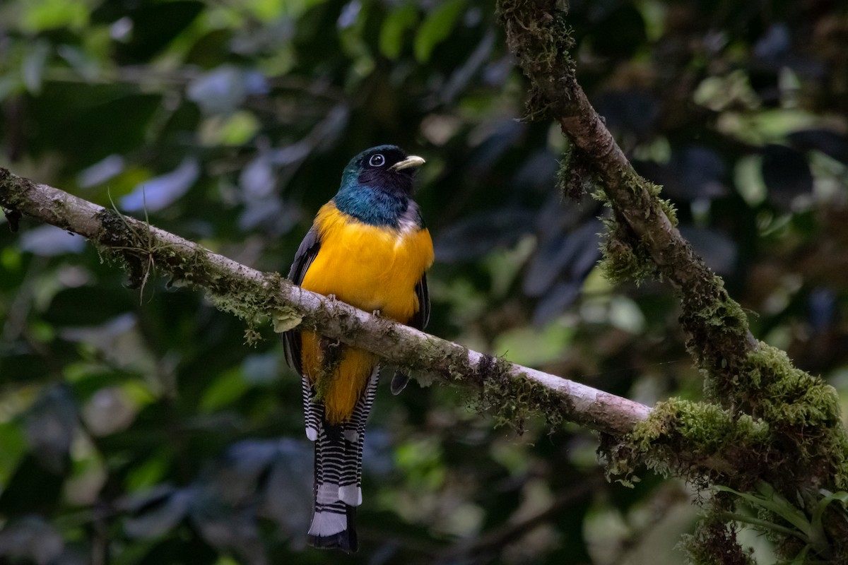 Atlantic Black-throated Trogon - ML393992981