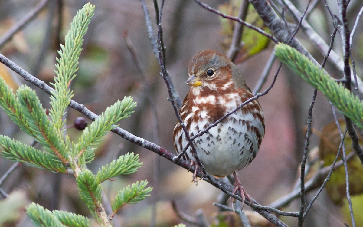 Fox Sparrow (Red) - ML39399301