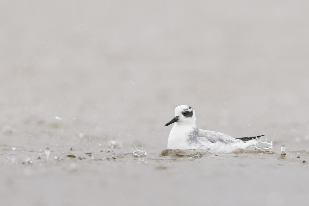 Red Phalarope - ML393993211