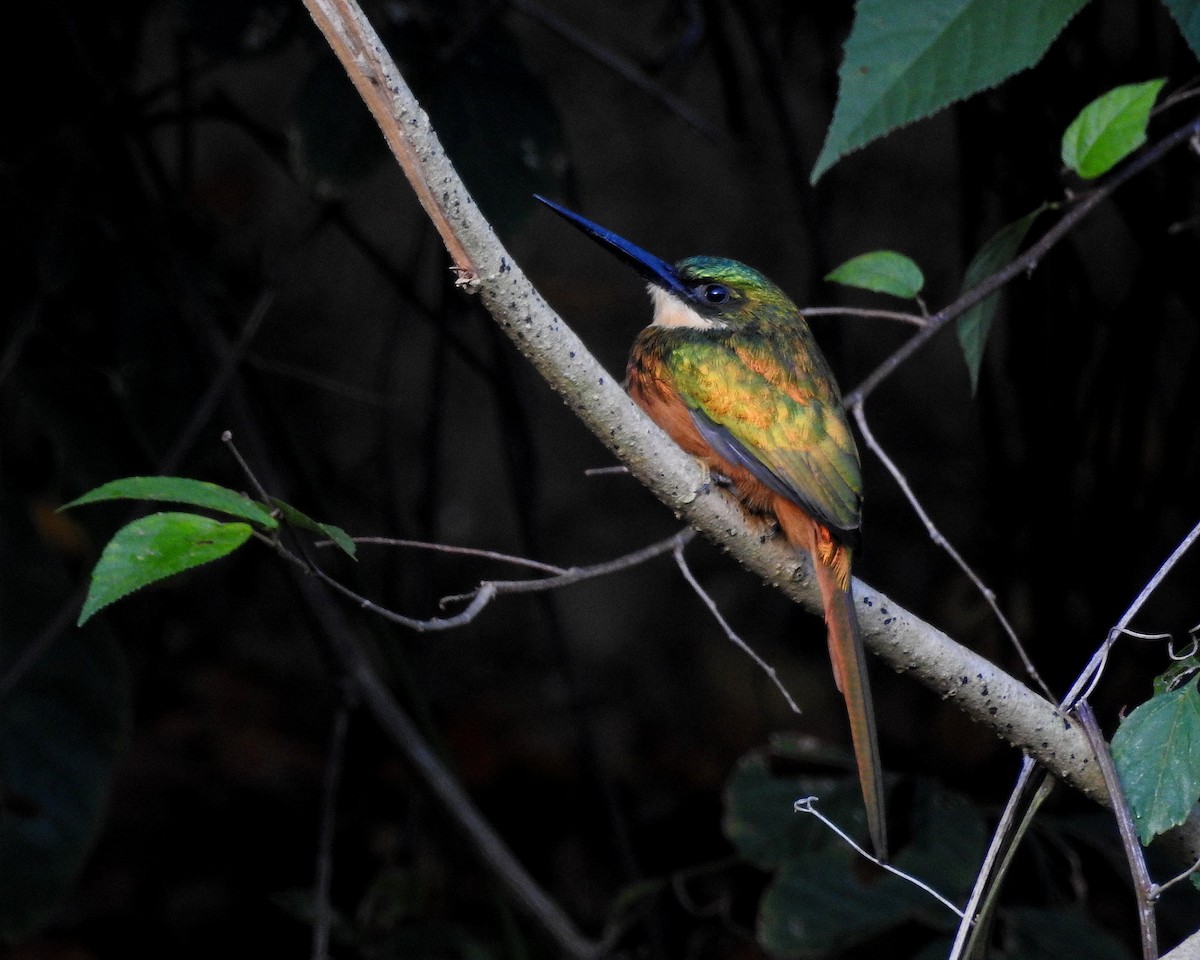 Rufous-tailed Jacamar - Tania Aguirre