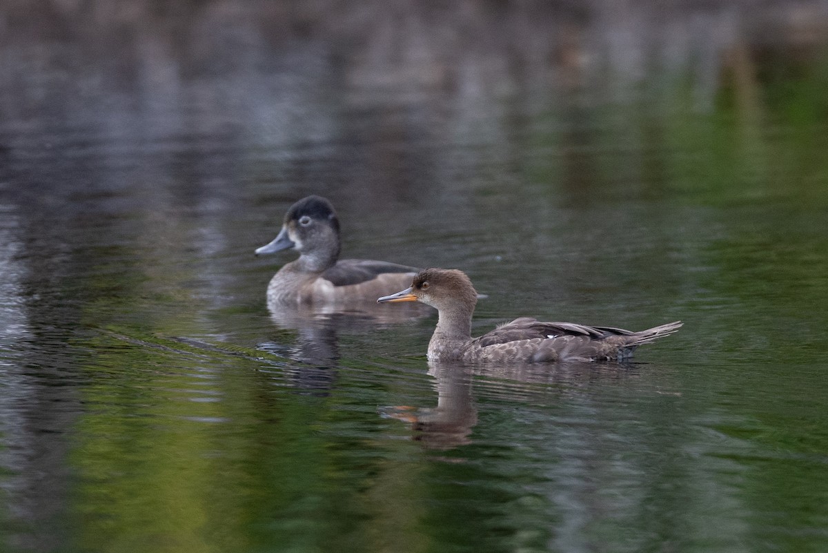 Hooded Merganser - ML393993861