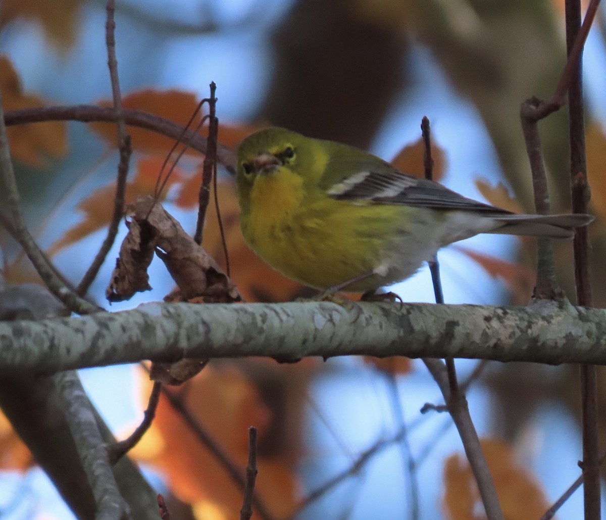 Pine Warbler - ML393994031