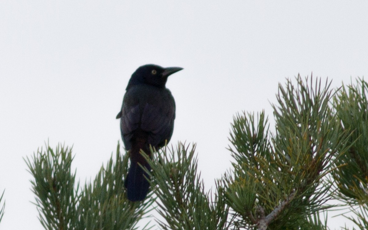 Common Grackle (Bronzed) - ML39399431