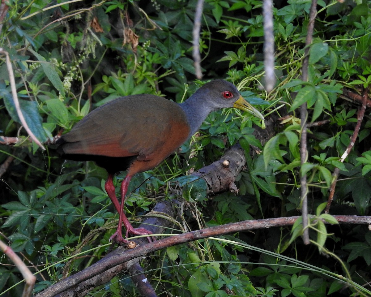 Gray-cowled Wood-Rail - Tania Aguirre