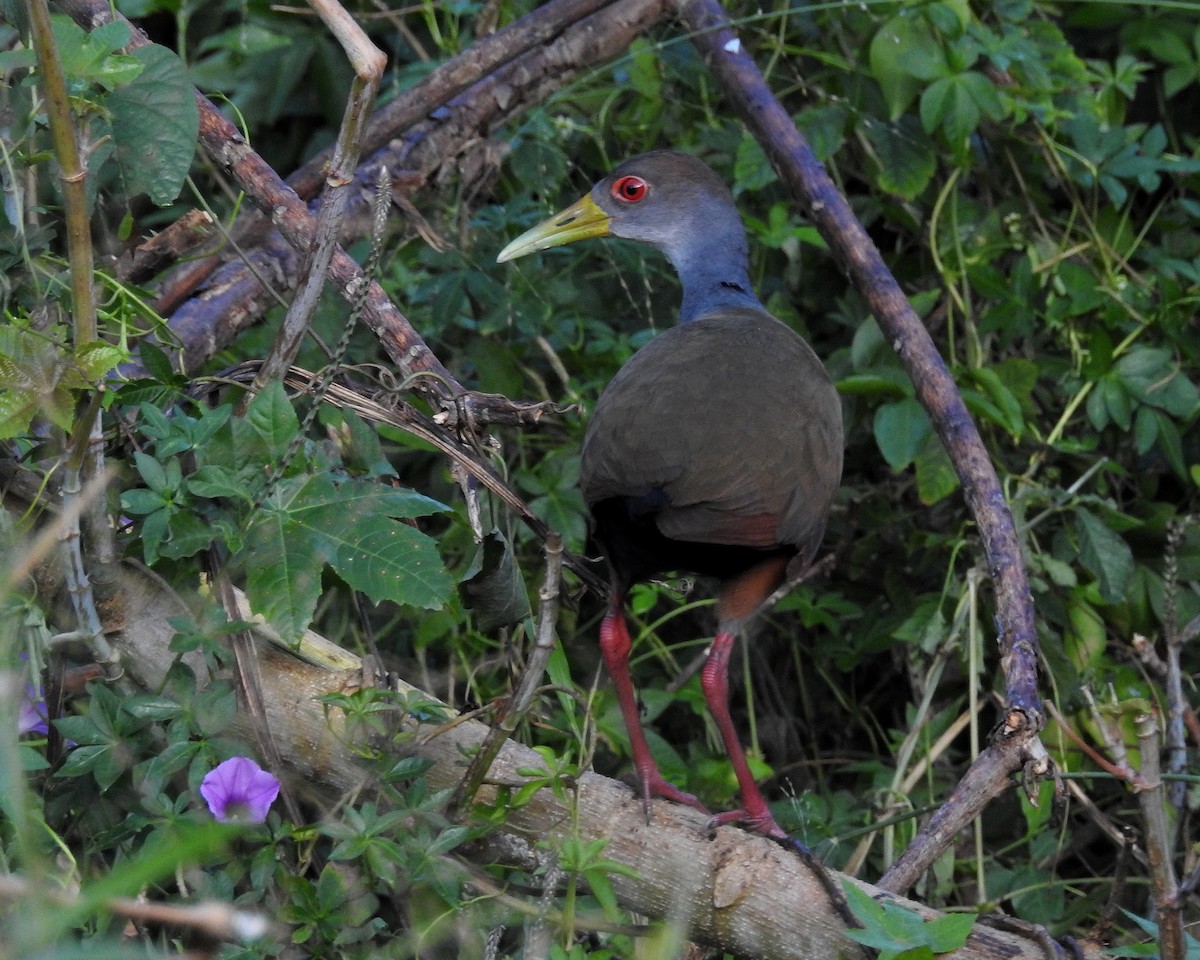 Gray-cowled Wood-Rail - Tania Aguirre