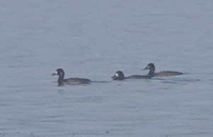 Greater/Lesser Scaup - ML393995191