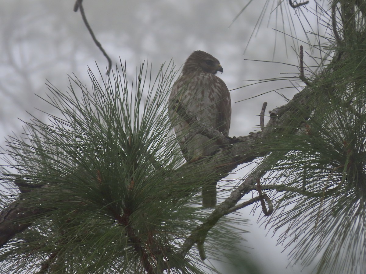 Red-shouldered Hawk - Marjorie Watson