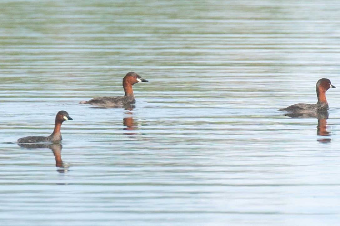 Little Grebe (Tricolored) - ML393995851