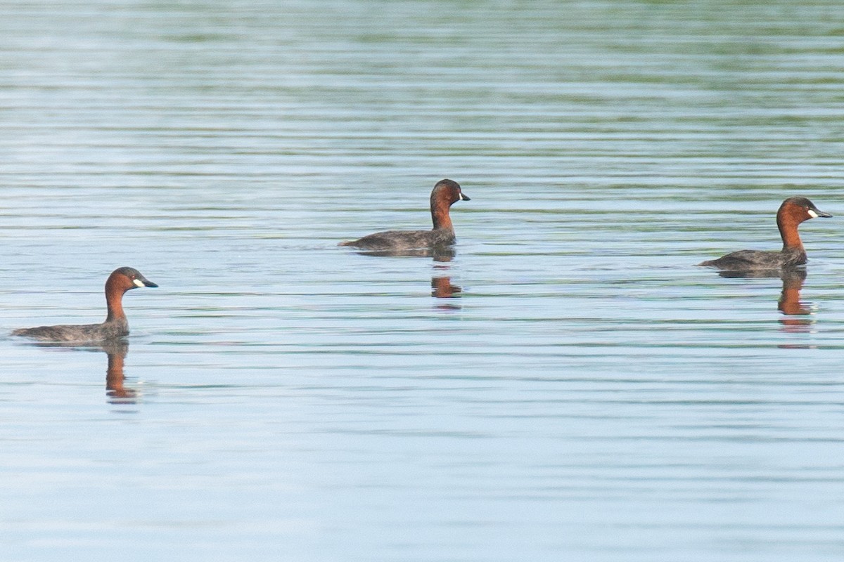 Little Grebe (Tricolored) - ML393995861