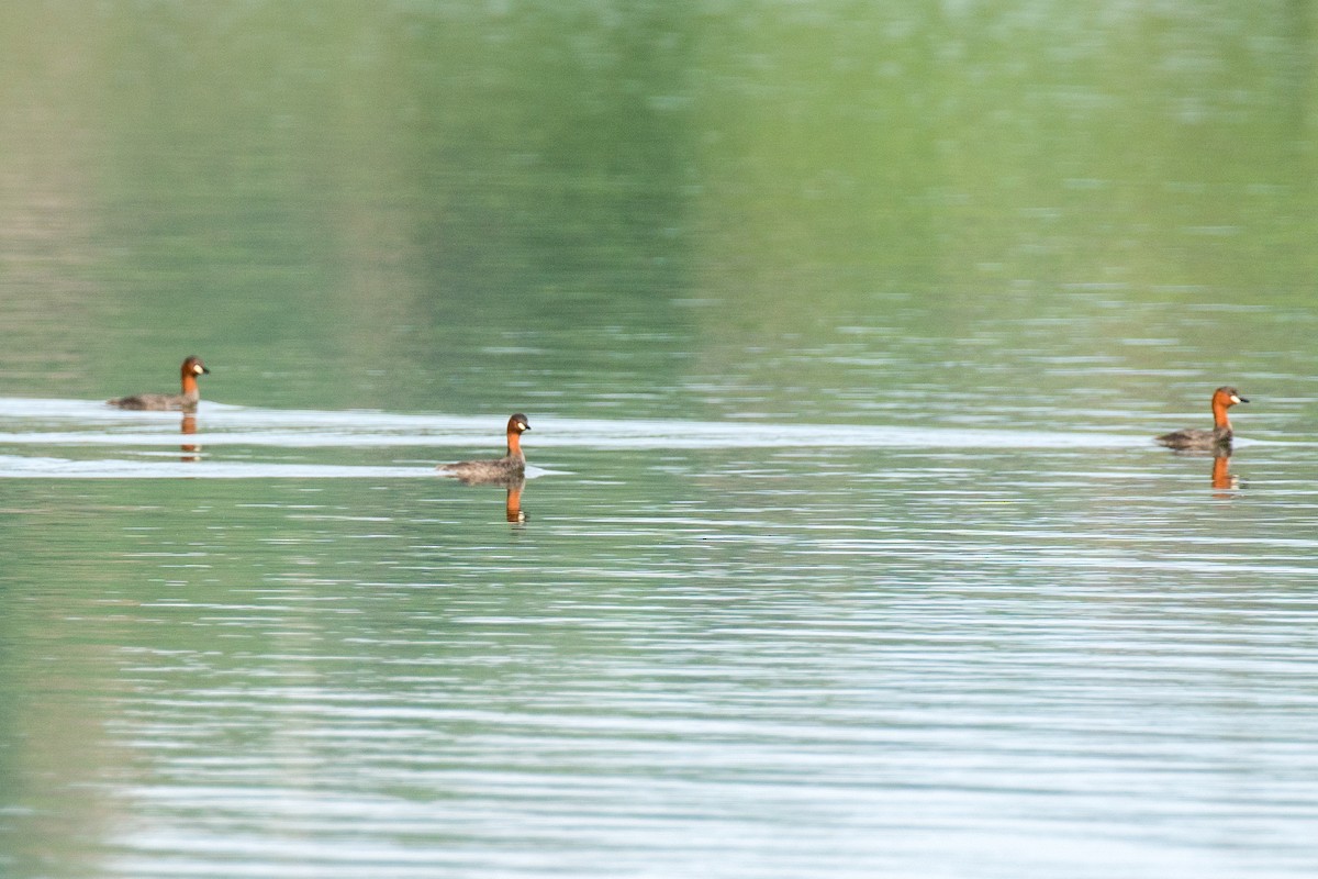 Little Grebe (Tricolored) - ML393996171