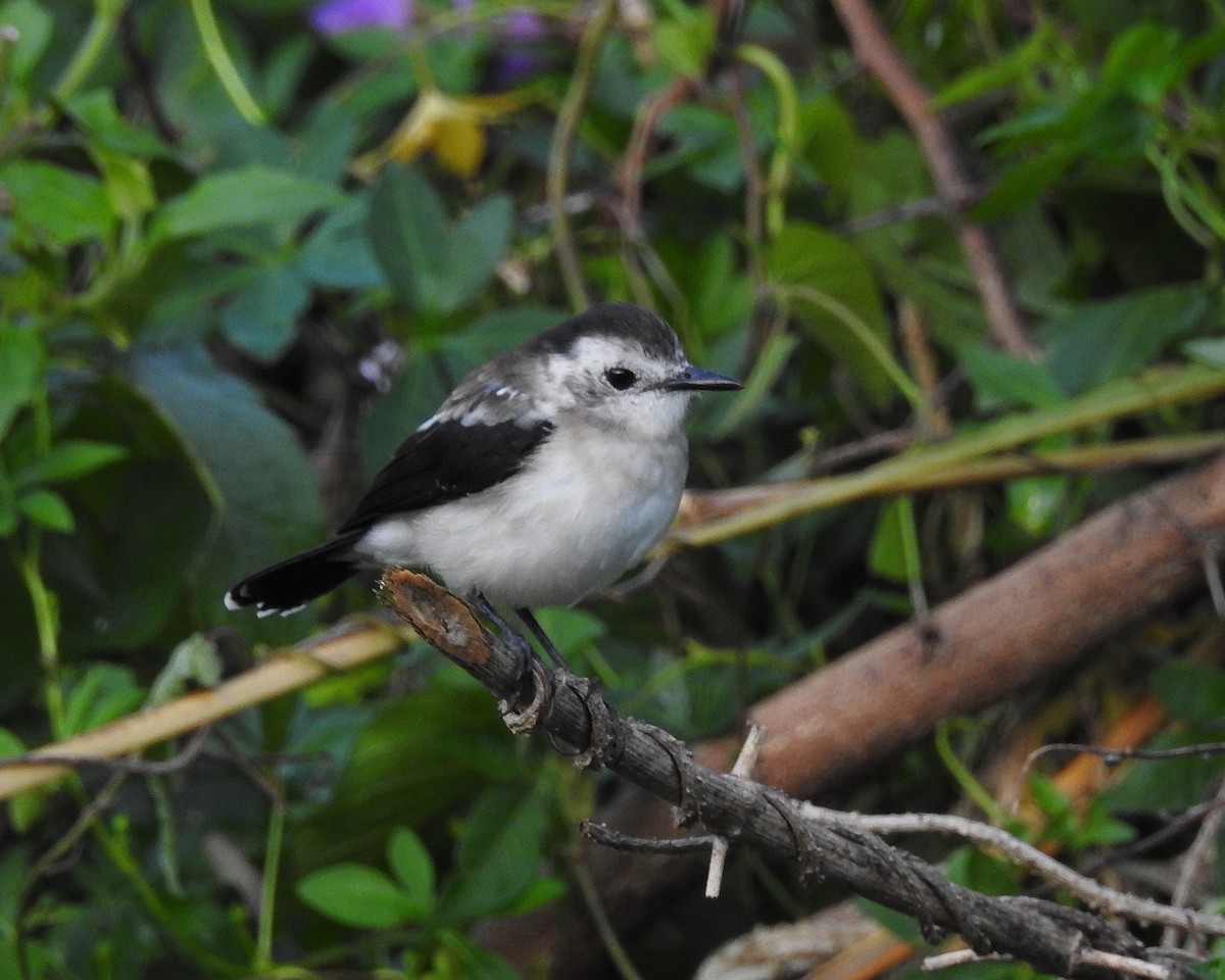 Pied Water-Tyrant - ML393996201