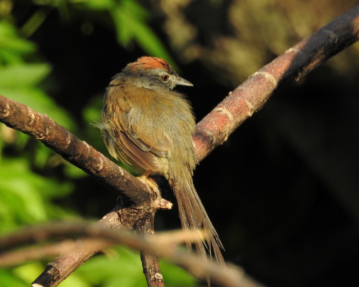 Pale-breasted Spinetail - Tania Aguirre