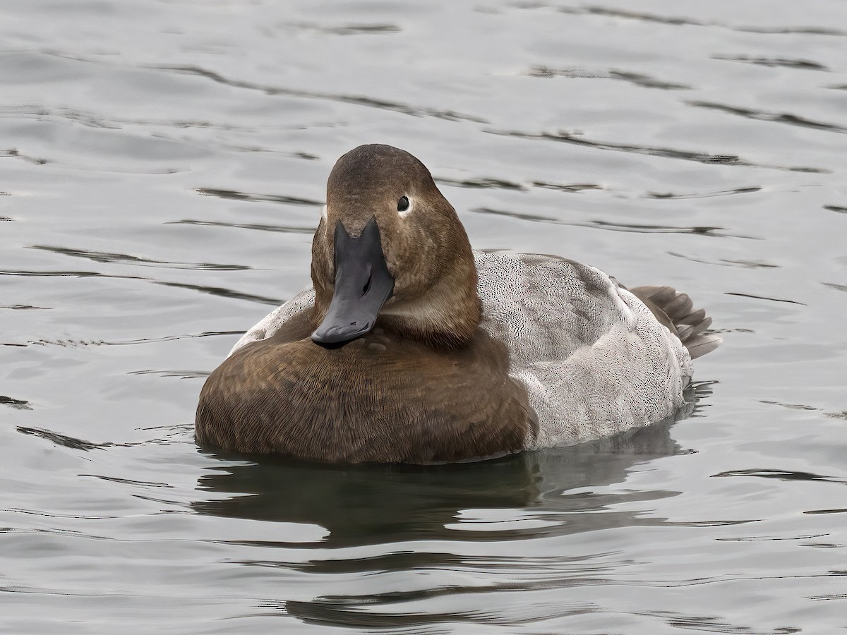 Canvasback - ML393996281